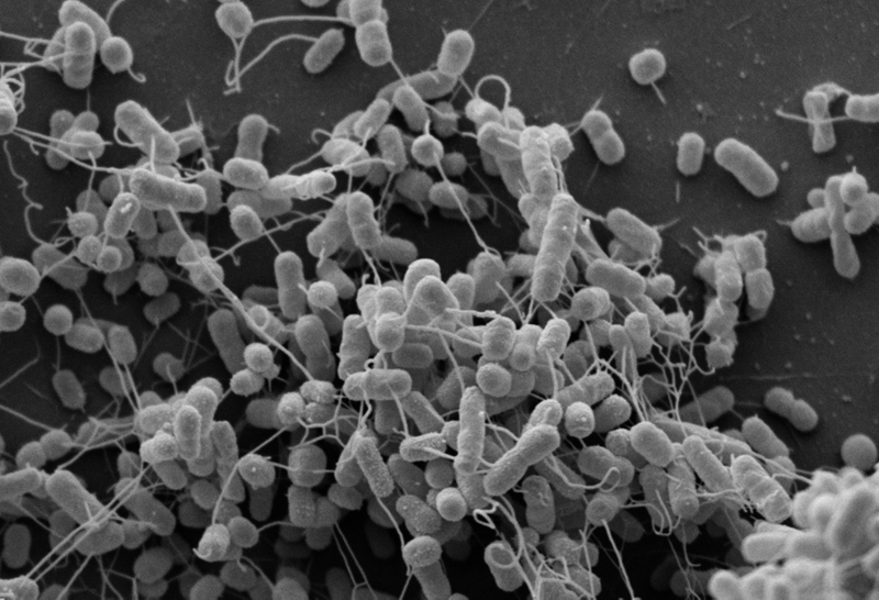 Illustration for article titled Bacteria Can Refuel Via Microscopic Tubes When Times Get Tough